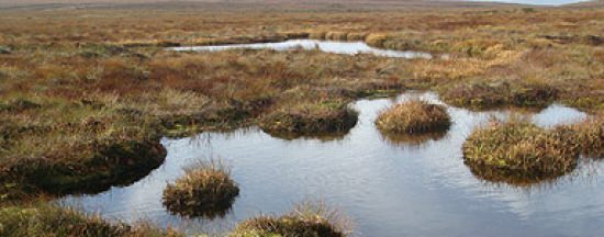 Bog of Allen Nature Centre